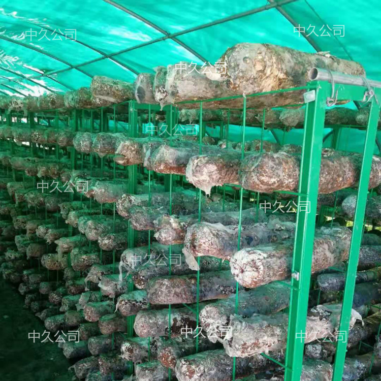 平菇网片蘑菇网架食用菌网格培养架香菇出菇架平菇种植网格架子