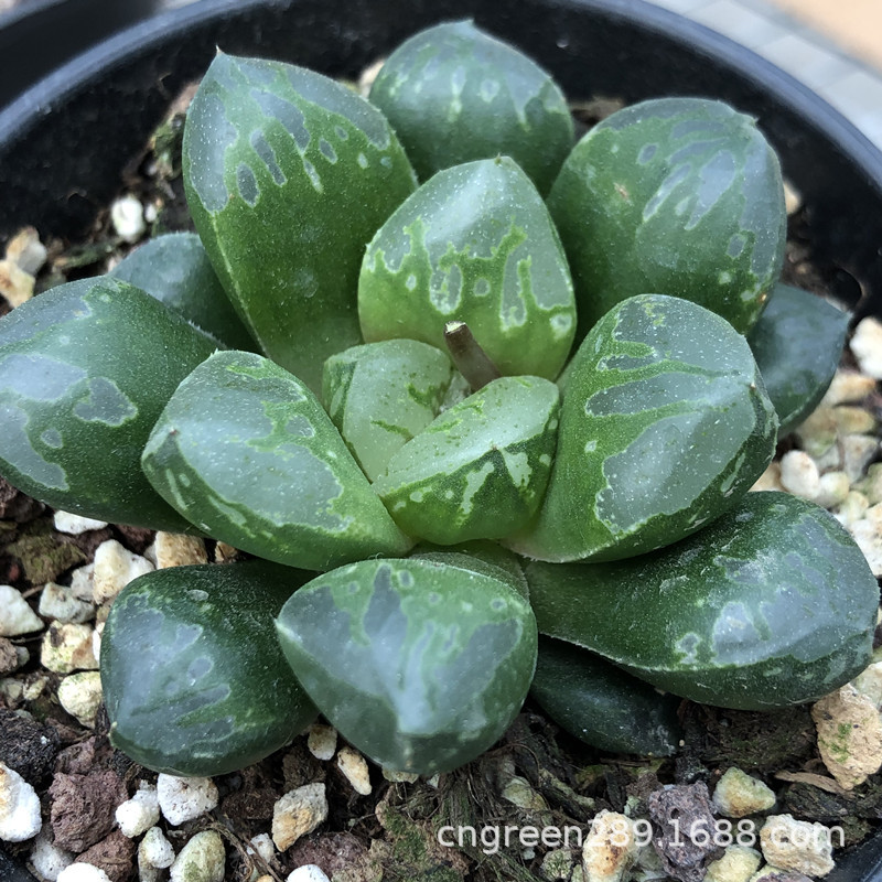 批发多肉植物十二卷属寿系列品种绿焰