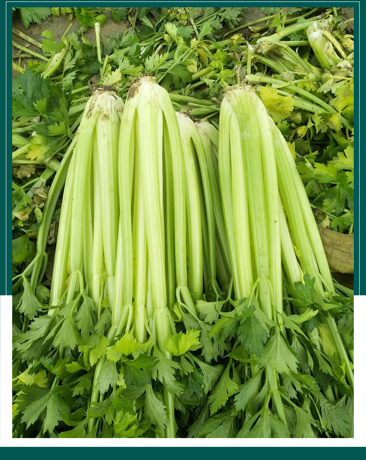 皇后四季西芹种子 农田菜园基地实心淡绿脆嫩无丝芹菜蔬菜籽