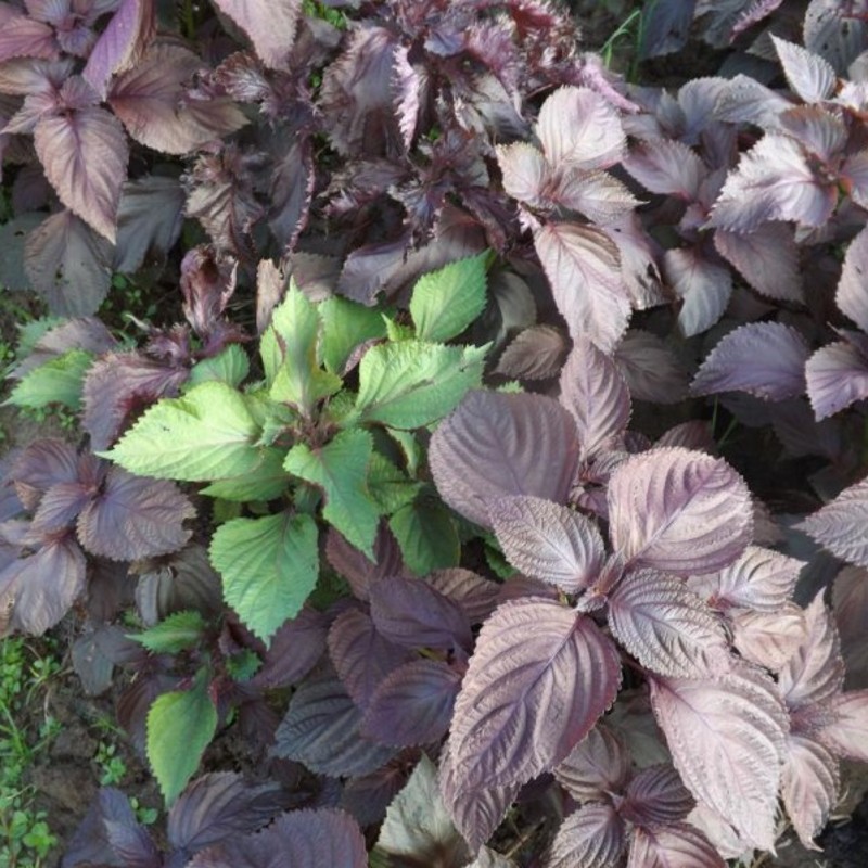 可加青牌大闸蟹紫苏包螃蟹龙虾海鲜去腥调料紫苏叶粉调味香料