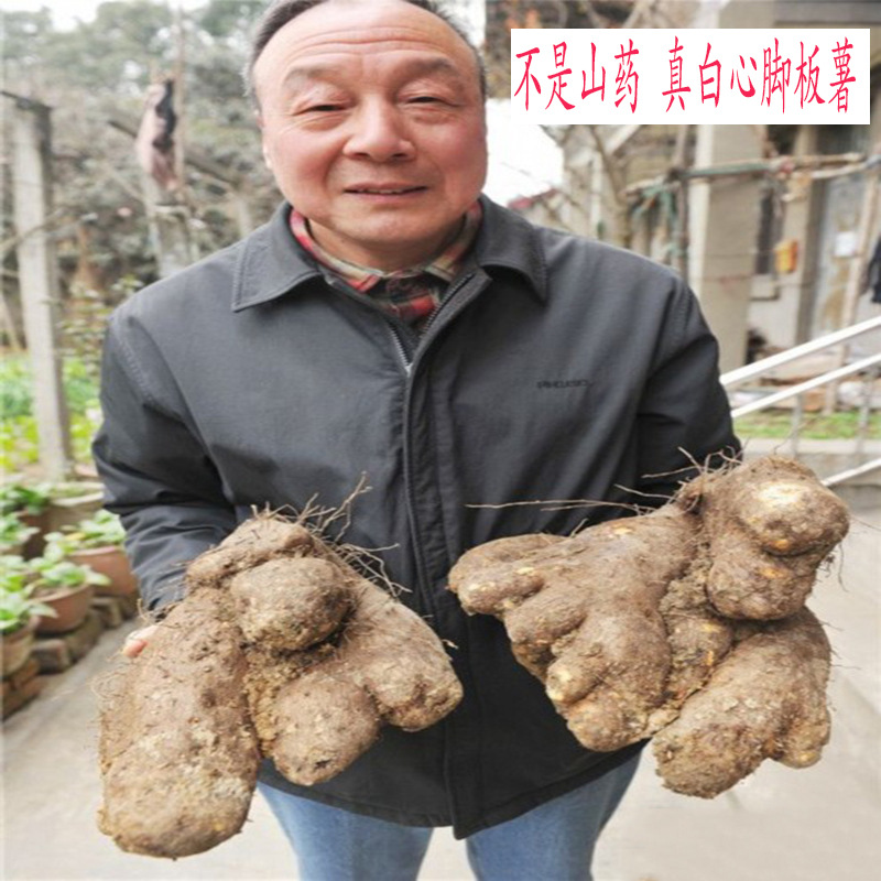 湖南脚板薯新鲜3斤包邮白心脚白薯 毛薯参薯非淮山药脚板薯种代发