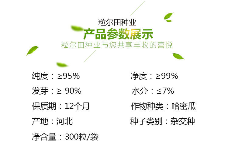 耀荣25西州蜜耀珑甜瓜种子 哈密瓜种子 网纹瓜 大面积种植