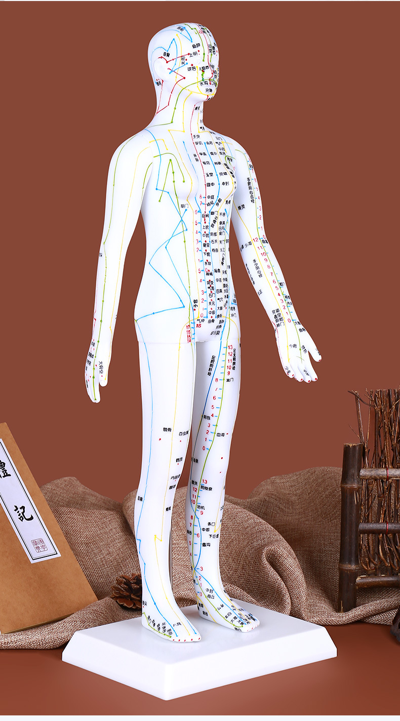 人体经络穴位模型针灸参考教学模型软质清晰刻字
