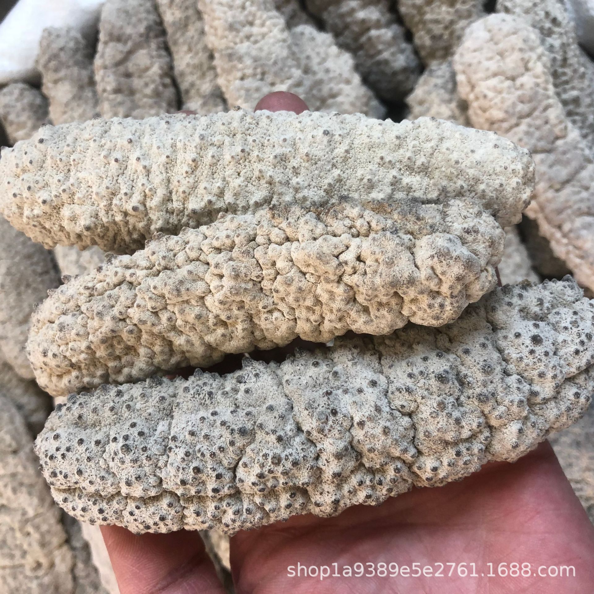 马尔代夫黄玉参 黄肉参 黄玉刺参深海野生淡干海参6到8头大量批发