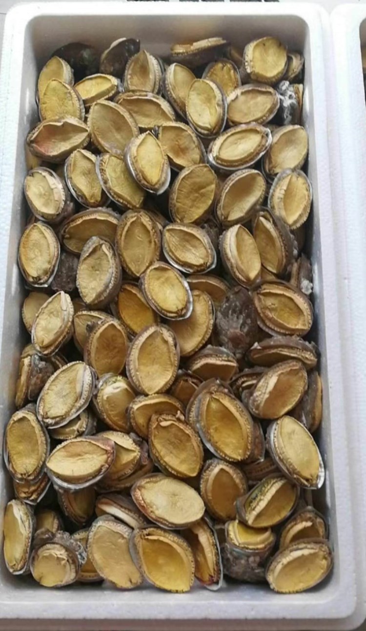 鲍鱼礼盒 fd冻干鲍鱼 特产礼品 年货礼品 鲍鱼干 干鲍鱼