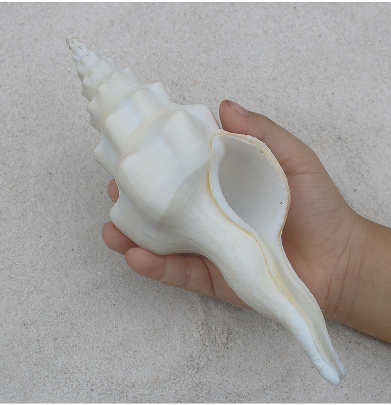 天然海螺贝壳白旋螺海螺标本法螺供佛法器白法螺鱼缸造景摆件装饰