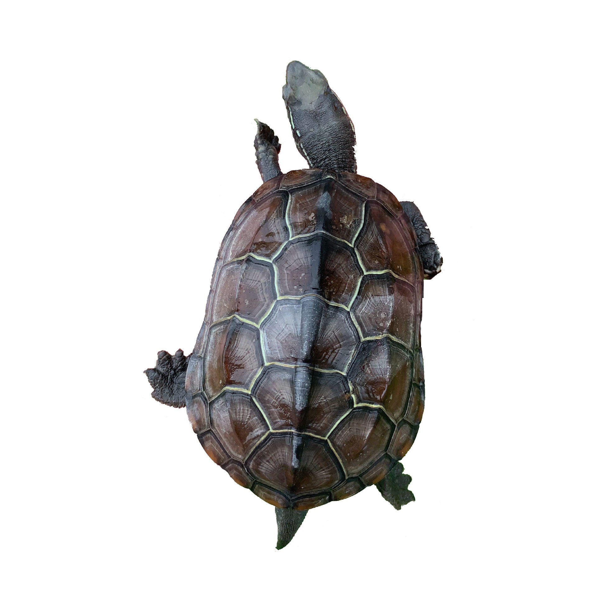 中华草龟苗大小乌龟金线草龟墨龟三线观赏宠物乌龟活体养殖场批发