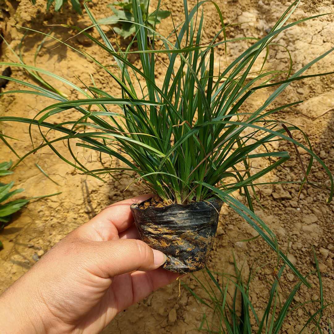 青绿苔草观赏草崂峪苔草 园林绿化地被植物 宿根花卉时令草花-阿里巴