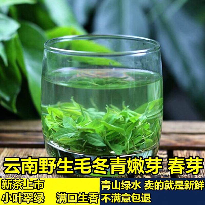 云南毛冬青嫩芽毛东青细芽毛冬青春芽毛尖250克半斤包邮批发
