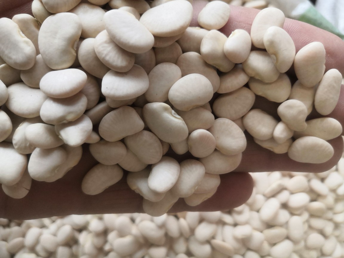 白凤豆白刀豆大白豆新货流沙馅料豆沙馅原料杂粮25kg