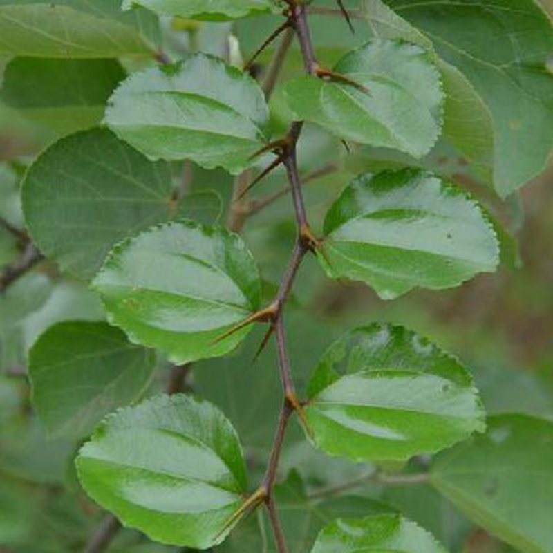新采摘 马甲子种子 围园用树苗种子 篱笆树种 发芽率高