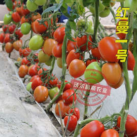 0成交2笔8年复购率:9%大红番茄种子【红星六号】抗病毒产量高200粒