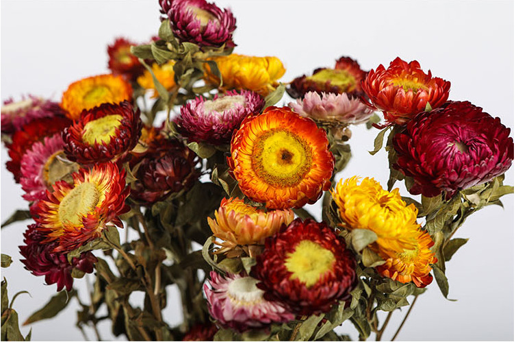 麦秆菊 七彩菊小邹菊云南天然干花 装饰家居摆设diy插花干花