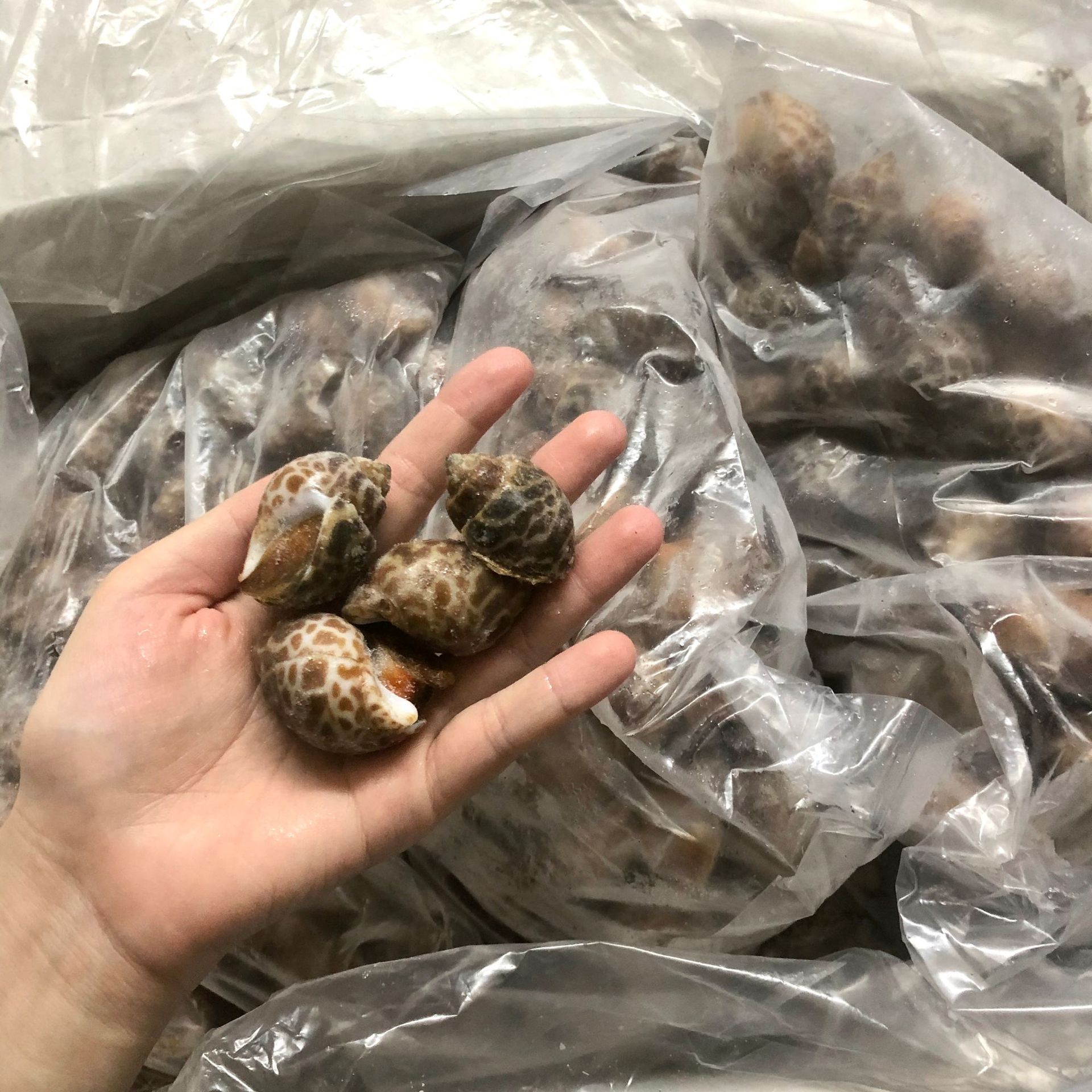 巴基斯坦花螺泰国花螺 冷冻花螺 香螺 海猪海螺 80-120粒 12kg