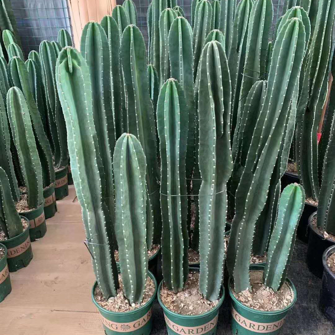 【基地直供】多肉植物 盆栽花卉绿植仙人掌植物 量天尺