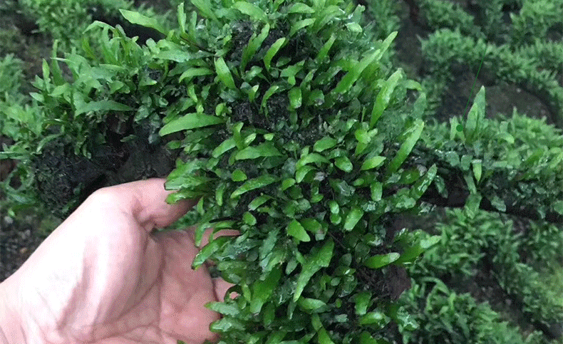 铁皇冠沉木 鱼缸造景真水草 细叶铁皇冠水草沉木活体批发