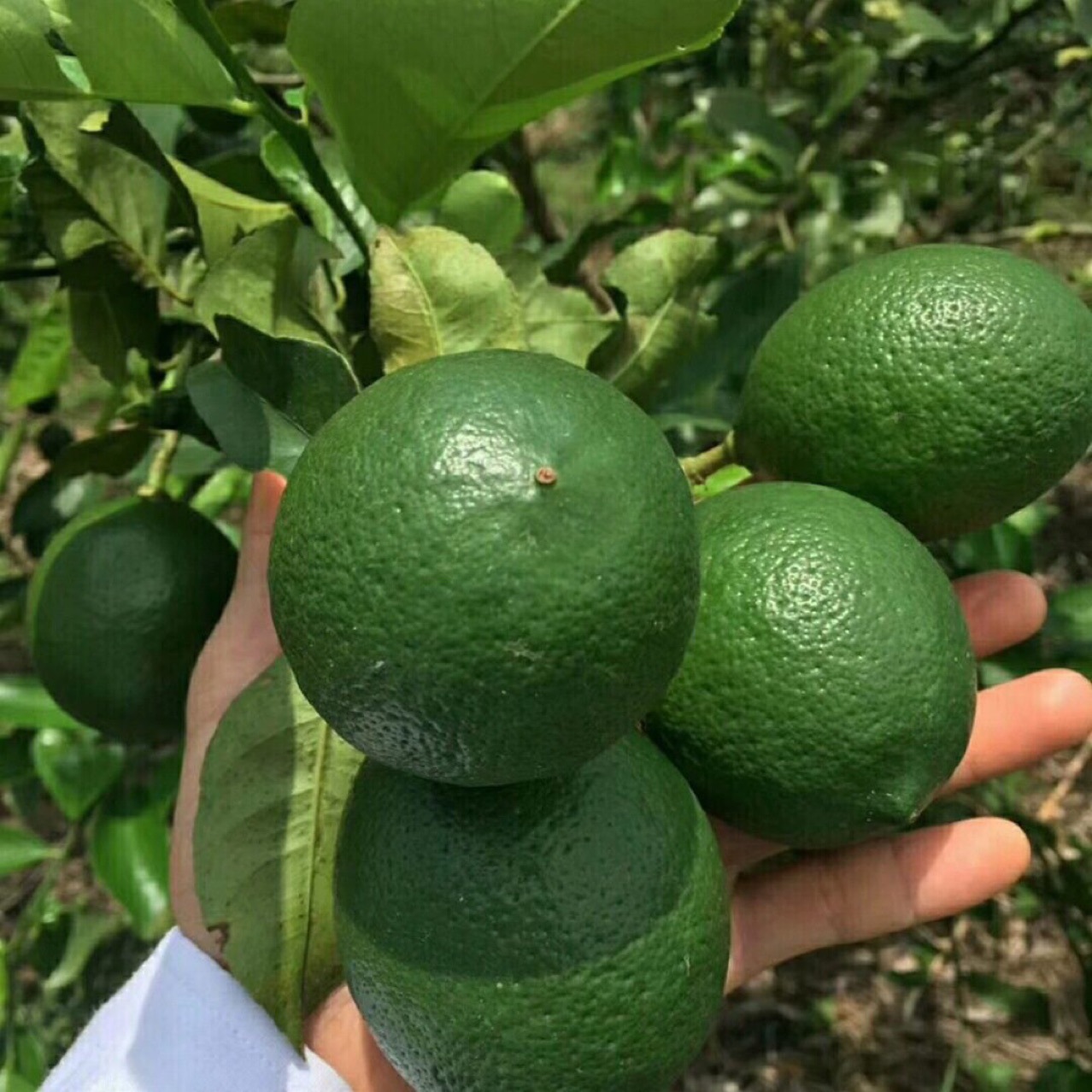 品种 青柠檬 是否进口 否 等级 一级 色泽 其他 果径 其他(mm)  果形