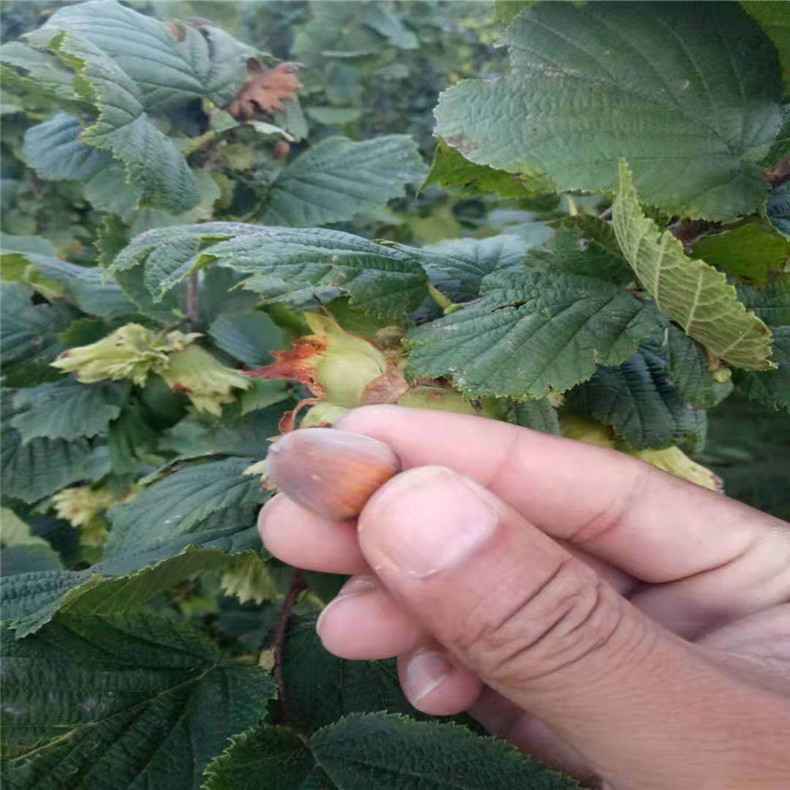 适合南北方种植美国大榛子树苗 长期供应一年生美国大榛子树苗