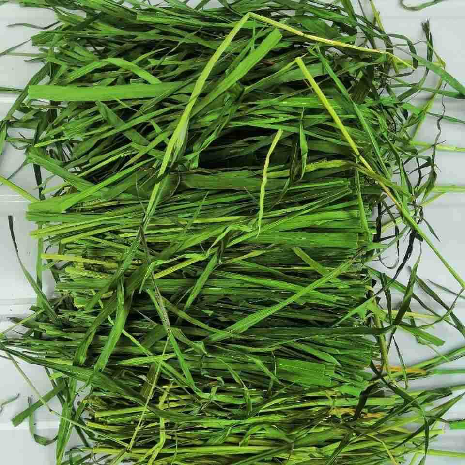 烘干麦草是我们合作社种植烘烤的!我们真诚的与客户合作!保证质量!