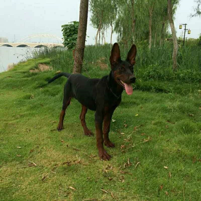 莱州红幼犬纯种莱州红犬活体苏联红犬活体纯种红狼犬狼犬看家护院