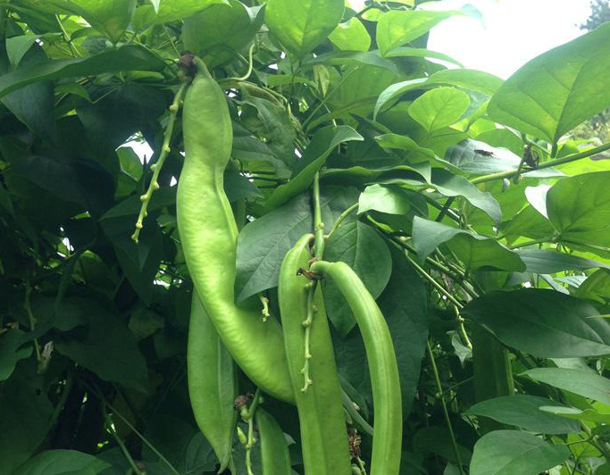 厂家直销 刀豆提取物10:1 刀豆粉 刀豆浓缩粉sword bean 现货包邮