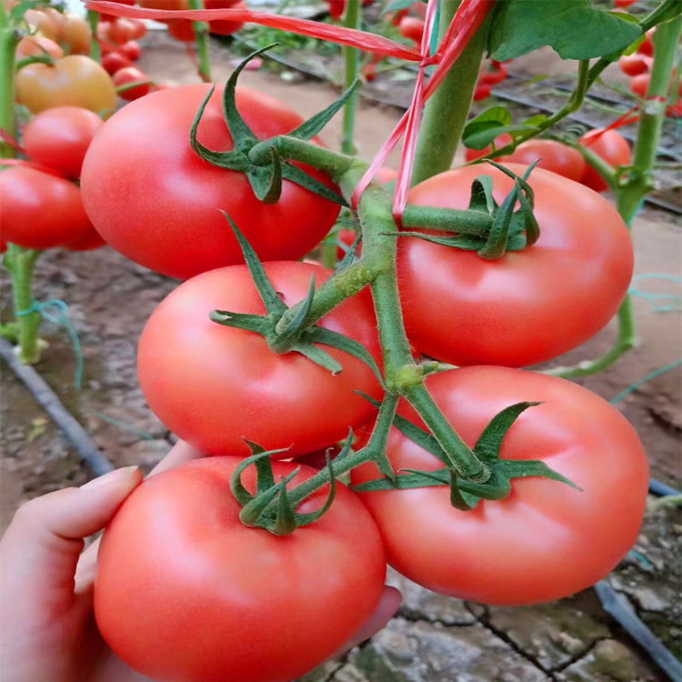 常年蔬菜种子批发 供应抗ty粉色西红柿毛粉柿子欧瑞种子