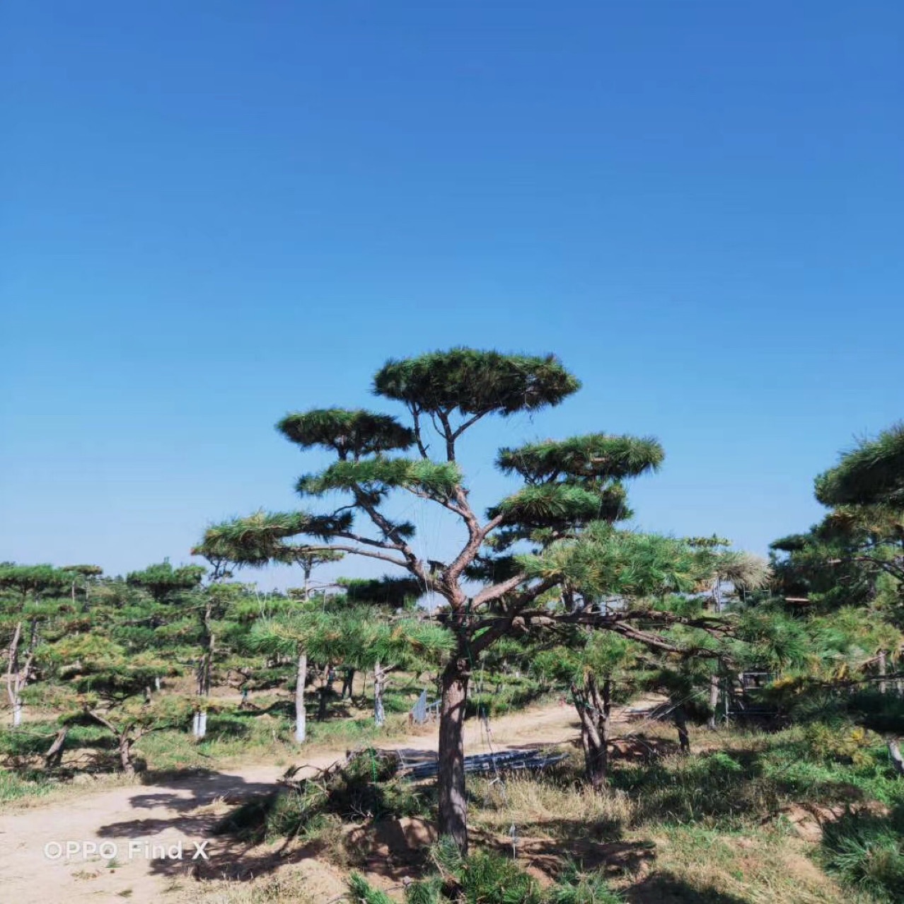 造型油松2-5米高/胸径8-25公分,盆景油松基地批发一站式服务