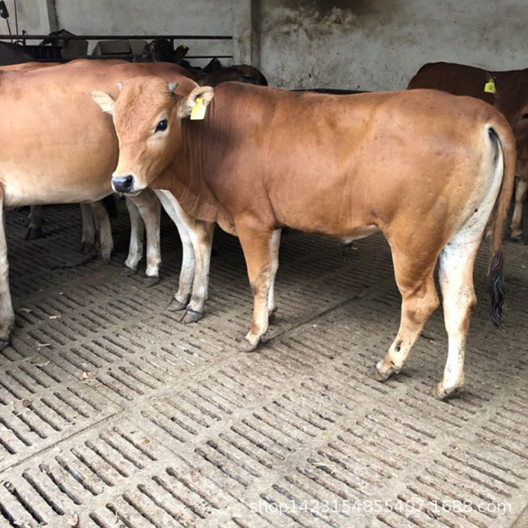 活体小牛犊 成年鲁西黄牛多少钱 鲁西黄牛母牛 鲁西黄牛种牛价格