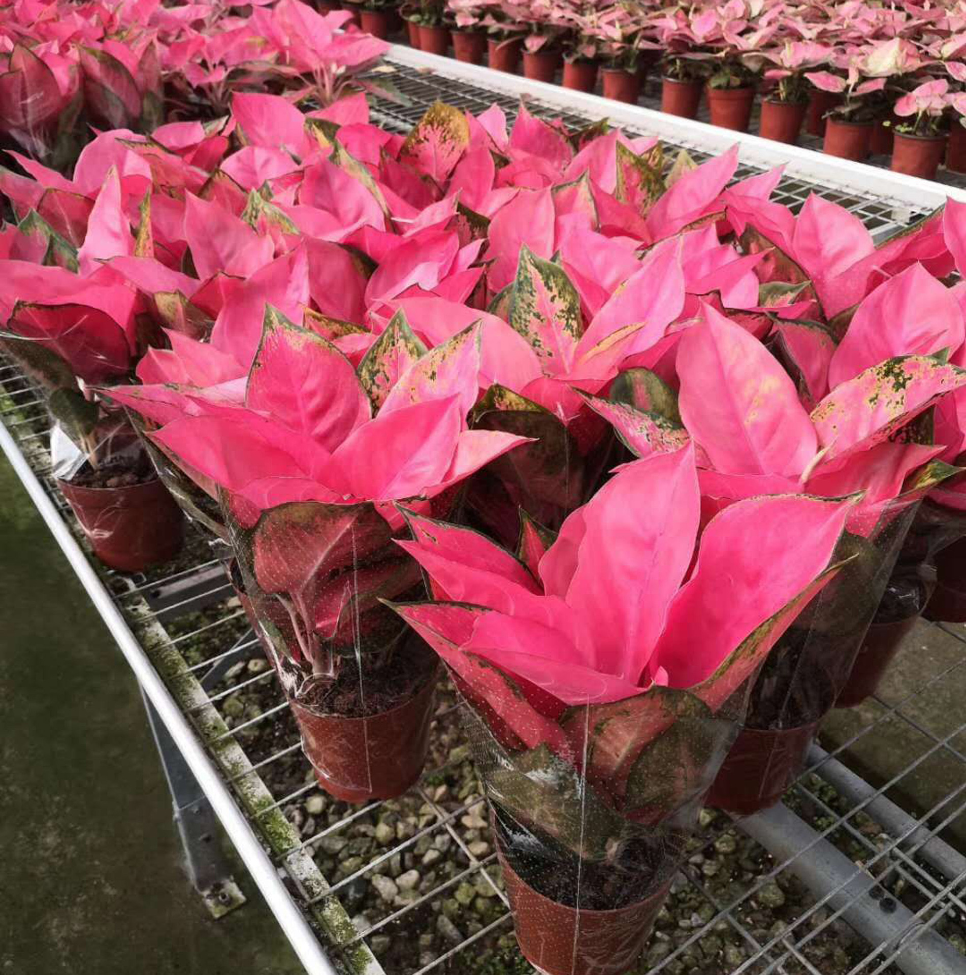 基地直供观叶植物绿化墙花卉小盆栽140中国红