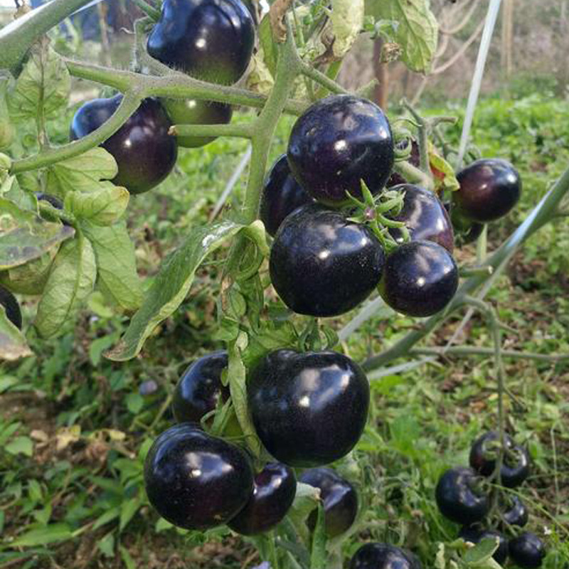 紫圣果番茄种子紫珍珠圣女果菜园易种春秋四季播室内阳台盆栽菜籽