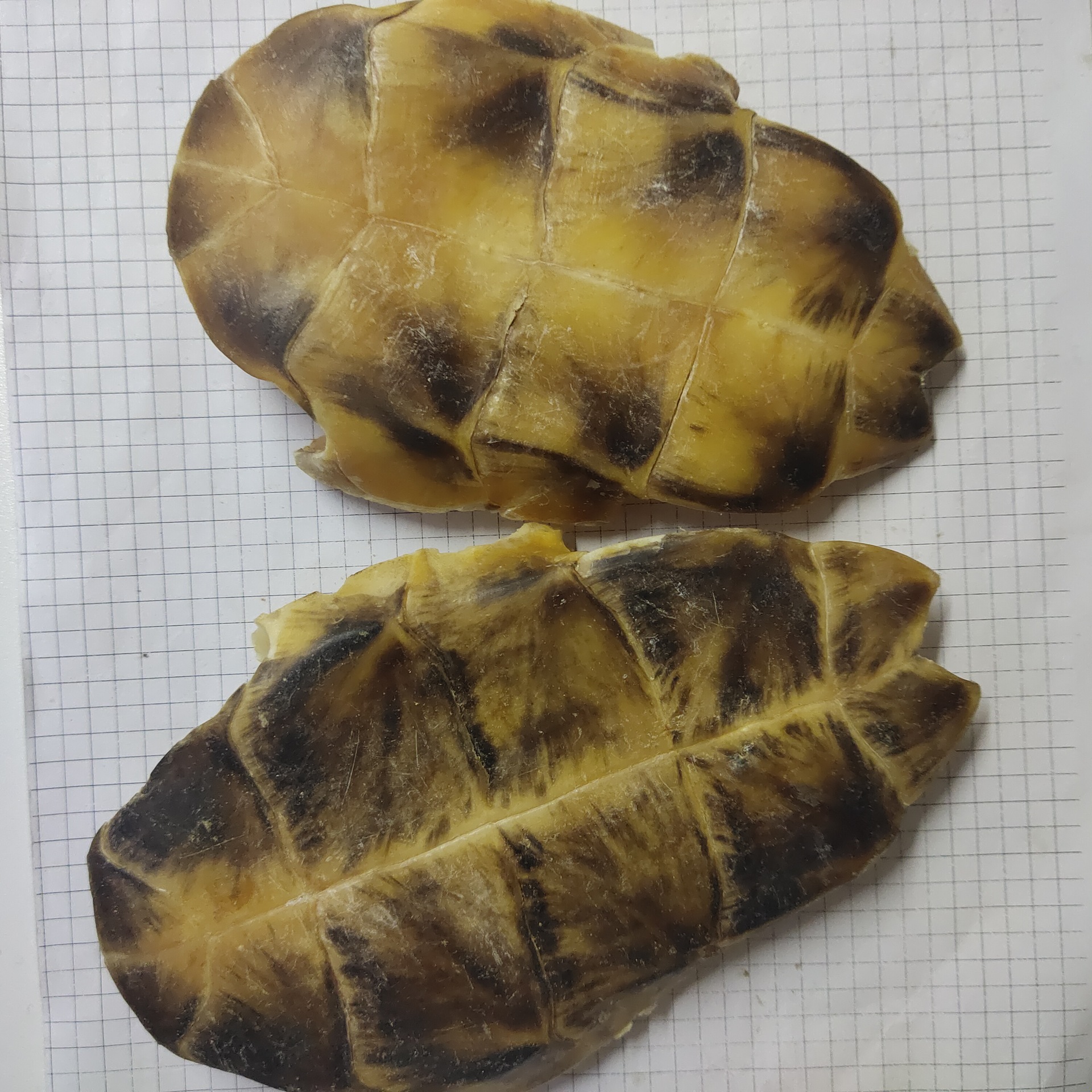 鳖甲biejia 产地江苏省扬州市10月产新 165元每公斤 包邮甲鱼壳