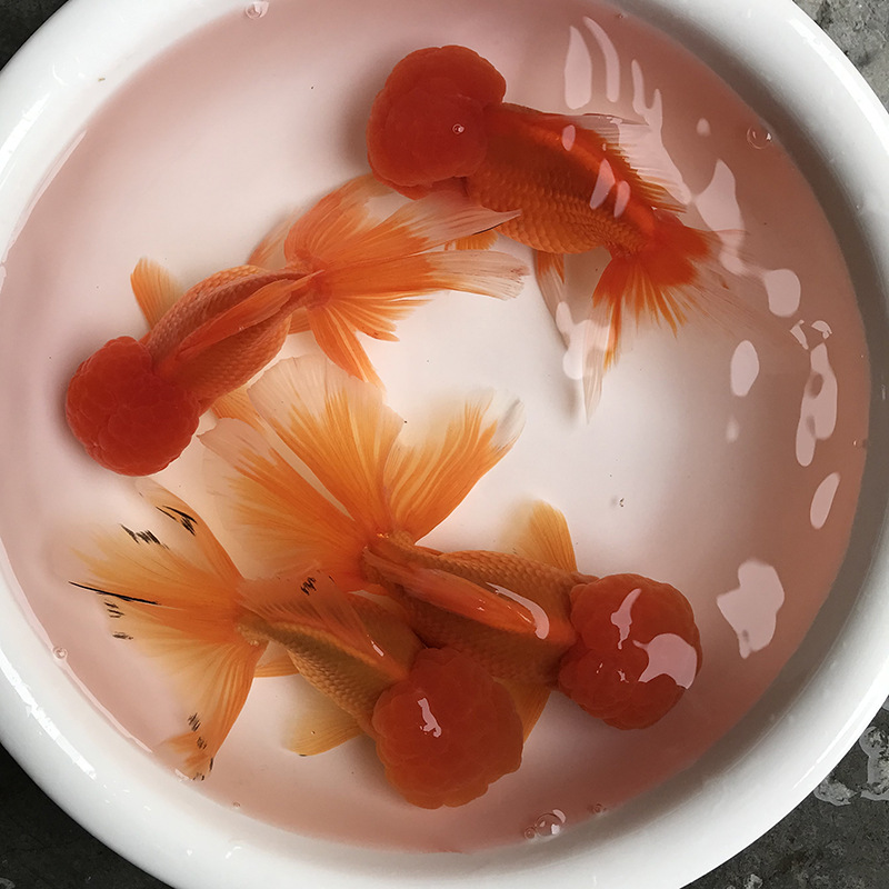 元宝鲤荷包鲤红鲤鱼短身观赏鲤鱼红鲤鱼短身观赏鲤鱼