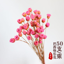 【干花】巴西快乐花干花 复古拍摄道具 家居装饰花束diy花材批发