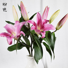 【跳舞兰】批发昆明鲜花 产地直销 花店用文心兰 跳舞兰鲜切花