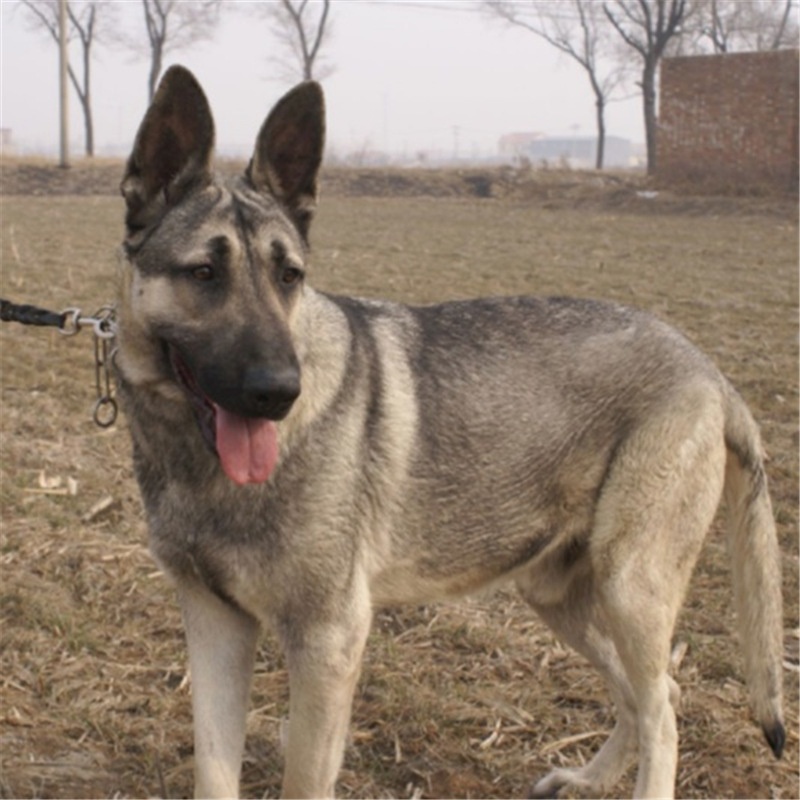 精品狼青活体看家护院大型猛犬高品质狼青护卫犬幼崽狼青养殖基地