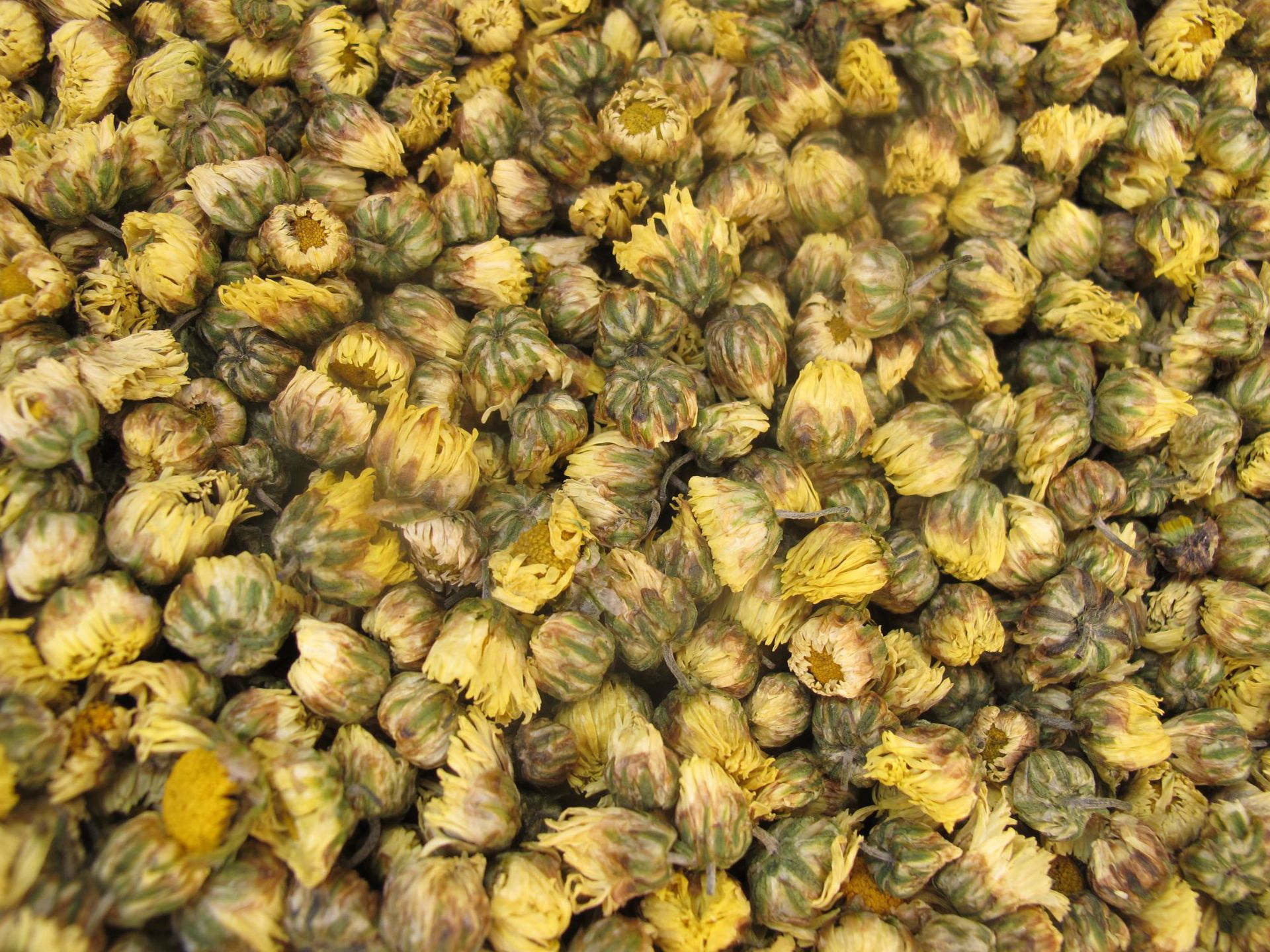 批发苏胎菊干胎菊茶 浙胎菊精选罐装胎菊花茶袋泡茶花茶源头厂家