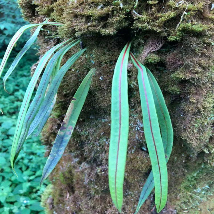 化石草大货批发,一手货源,量大优惠,电话:15817200337