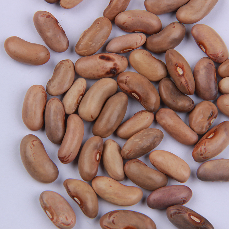 九粒白四季豆种籽农田菜园高产早熟肉厚老来少芸豆白豆角蔬菜种子