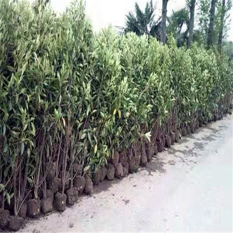 5米~1.8米法国冬青绿篱灌丛 珊瑚树 护围墙篱笆
