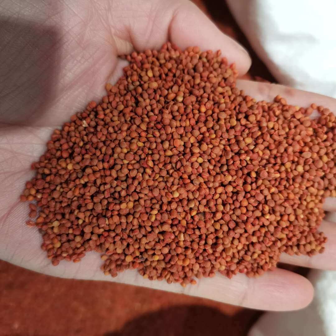 产地直销楮实子 中药材批发楮实米 实物拍照