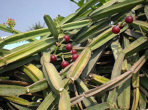 方茎青紫葛提取物30:1 cissus quadrangularis extract 500g/袋起