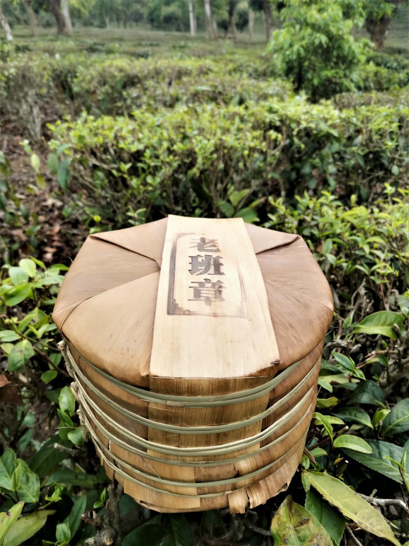 老班章普洱茶 布朗山古树普洱生茶 老班章茶饼厂家直销 中期茶饼