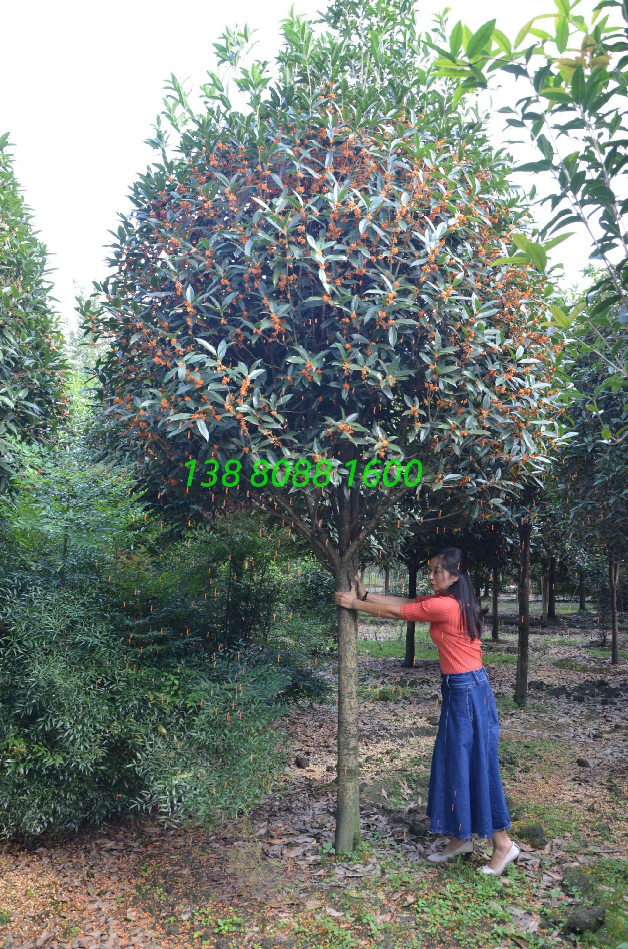 高杆长柄金桂,精品造型早红丹桂,丛生直杆状元红朱砂桂花树