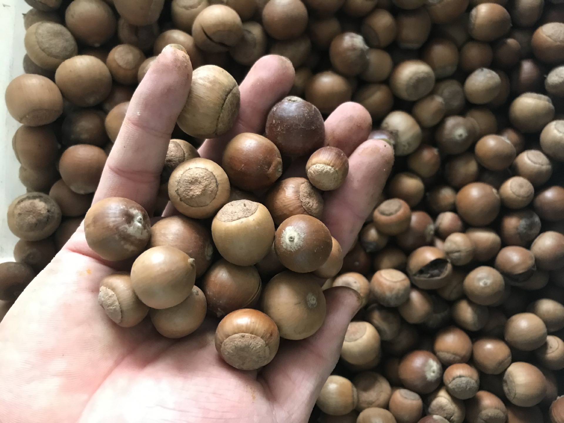 新采林木种籽橡树种子橡子橡子树青冈栎树蒙古栎栗茧柞树娜塔