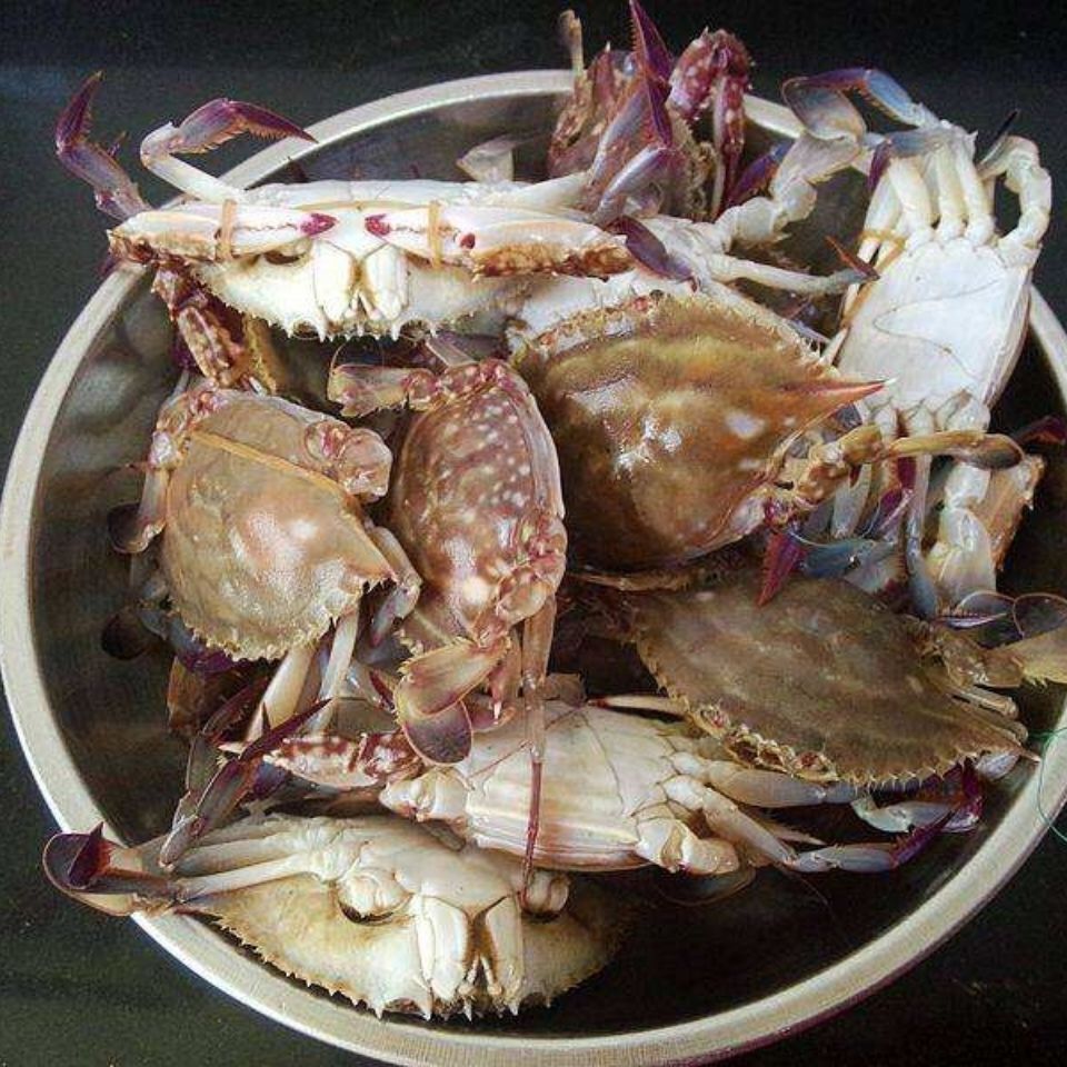 特价包邮活冻蟹鲜活速冻海蟹青蟹10斤/箱梭子蟹公蟹白蟹 飞蟹