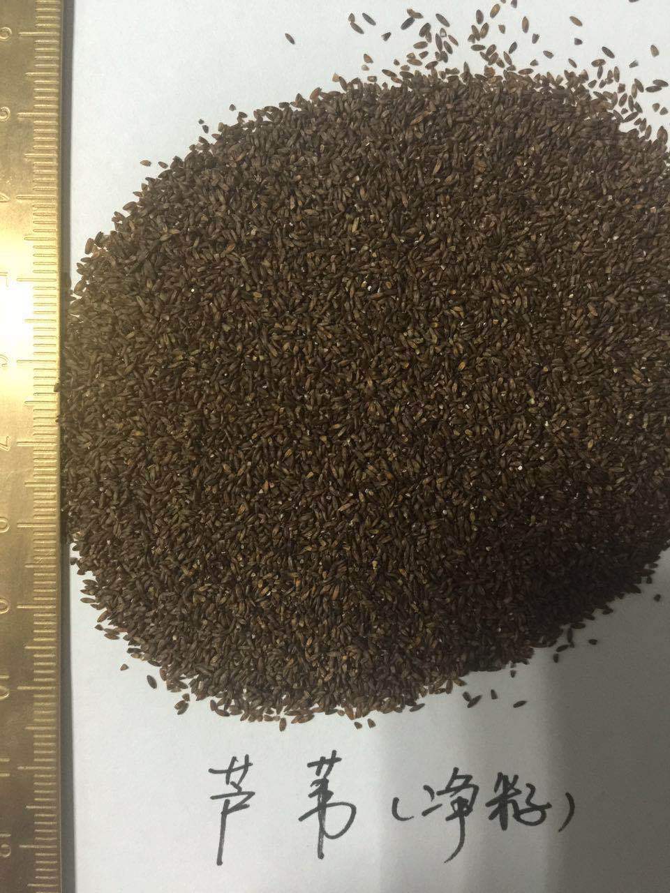 批发水生植物野生芦苇种子盐碱地治理河道治理净化(毛籽非净籽)