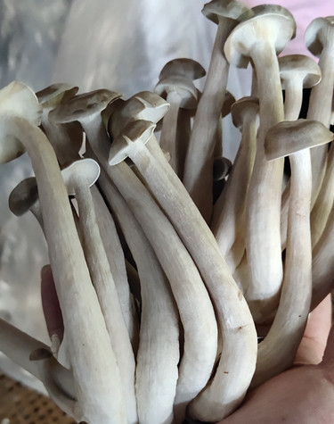 鹿茸菇鹿茸菌食用菌干货蘑菇 酒店食材农产品特产500g批发