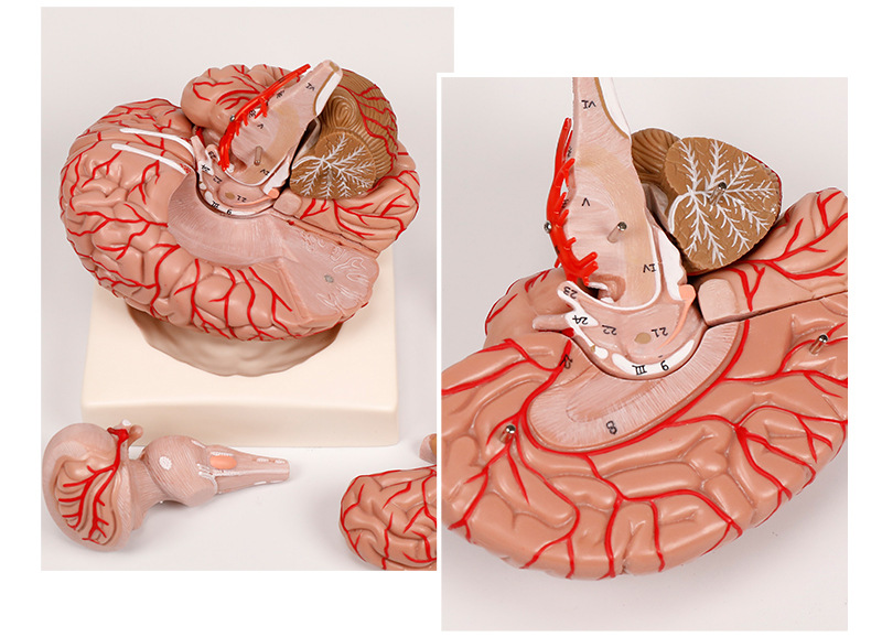 人体大脑模型医用 脑结构模型 脑动脉脑血管模型人体大脑解刨模型