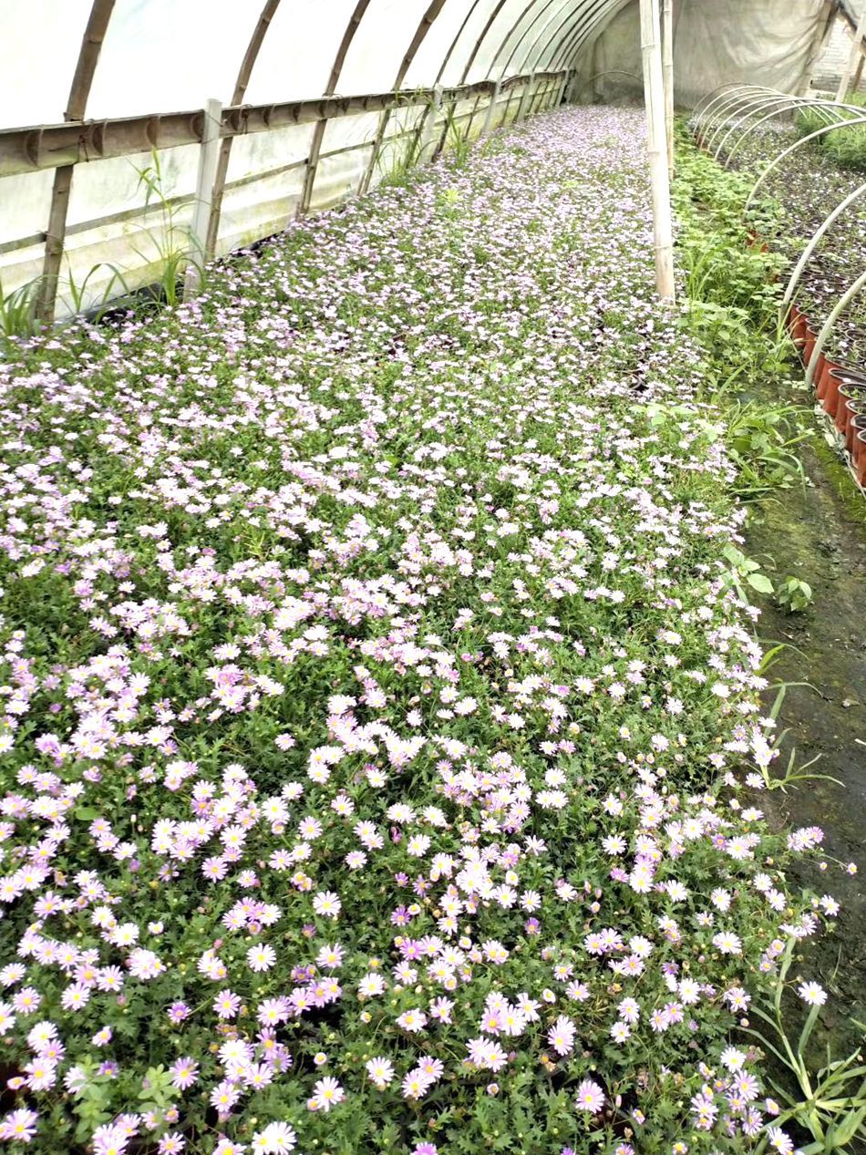 姬小菊 园林绿化地被植物 花镜植物