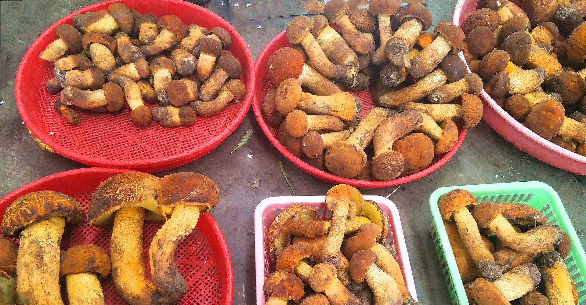 云南高原特产野生黄牛肝菌 新鲜黄赖头 黄栗头山货 蘑菇2斤包邮